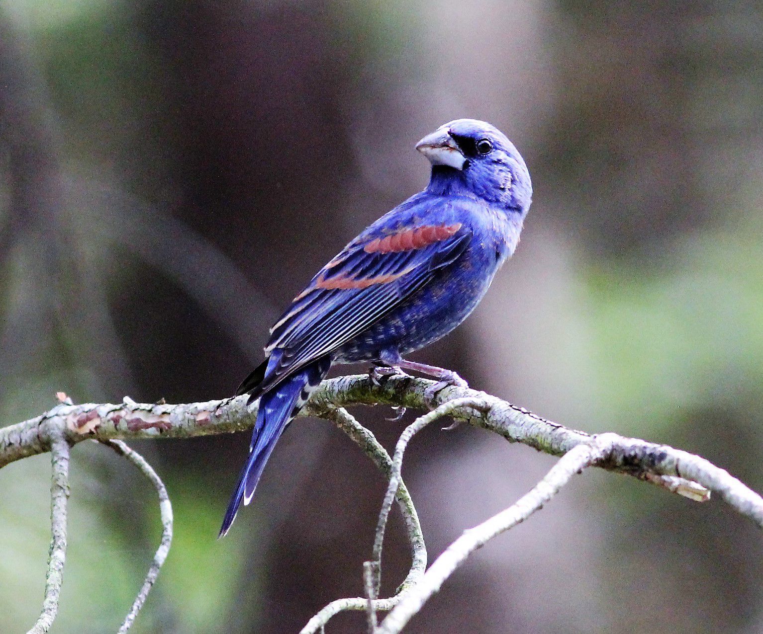 Blue grosbeak